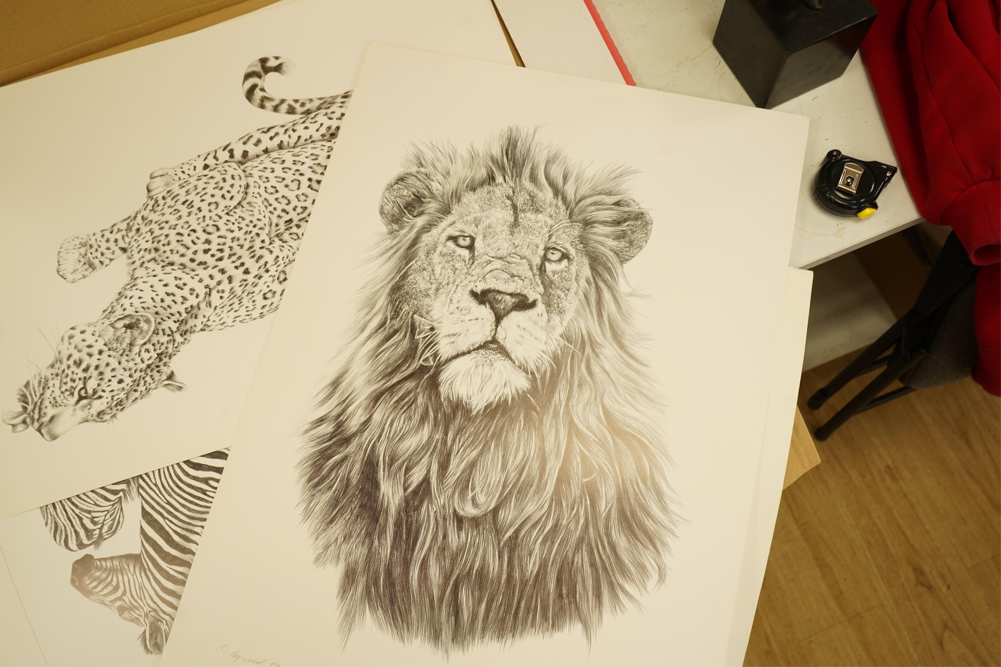 Donald Heywood (b.1944), eleven prints, each signed in pencil to include: ‘Leopard drinking’, ‘Lion portrait’ and ‘Lion cub’, unframed, largest 68 x 48cm